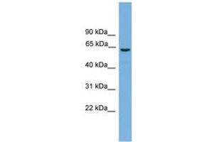 Image no. 1 for anti-Solute Carrier Organic Anion Transporter Family, Member 1A2 (SLCO1A2) (AA 451-500) antibody (ABIN6744755)