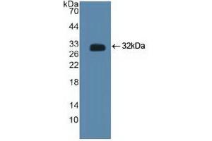 Western blot analysis of recombinant Human CTBP2. (CTBP2 antibody  (C-Term))