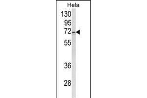 Western blot analysis of ASPSCR1 Antibody (C-term) (ABIN652768 and ABIN2842505) in Hela cell line lysates (35 μg/lane). (ASPSCR1 antibody  (C-Term))