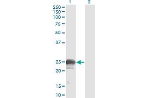 NBL1 antibody  (AA 21-130)