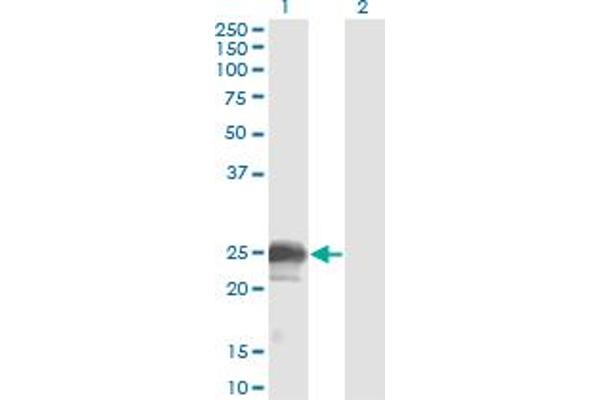 NBL1 anticorps  (AA 21-130)