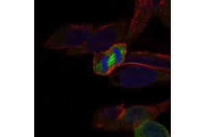 Immunofluorescence analysis of HeLa cells using PLK1 mouse mAb (green). (PLK1 antibody  (AA 331-508))