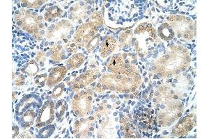 MAT1A antibody was used for immunohistochemistry at a concentration of 4-8 ug/ml to stain Epithelial cells of renal tubule (arrows) in Human Kidney. (MAT1A antibody  (N-Term))