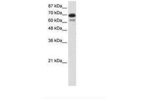 ELL antibody  (AA 551-600)