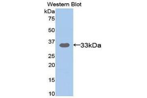 Western Blotting (WB) image for anti-Amyloid beta (A4) Precursor-Like Protein 2 (APLP2) (AA 607-852) antibody (ABIN3201815) (APLP2 antibody  (AA 607-852))