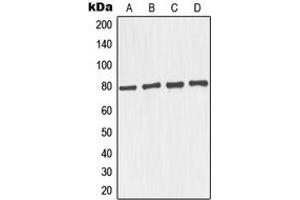 Western blot analysis of TAU expression in SKNSH (A), mouse brain (B), U87MG (C), SHSY5Y (D) whole cell lysates. (tau antibody  (C-Term))