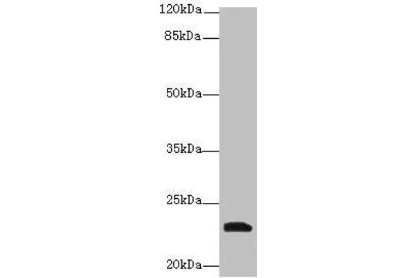 YKT6 Antikörper  (AA 10-195)