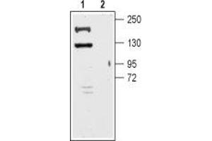 Western blot analysis of mouse brain membrane: - 1. (KCNT1 antibody  (Intracellular))
