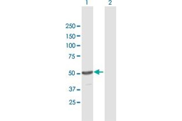 TINF2 antibody  (AA 1-451)