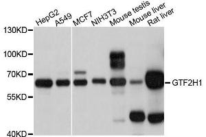 Western blot analysis of extracts of various cell lines, using GTF2H1 antibody. (GTF2H1 antibody  (AA 1-425))