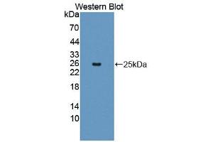 Western blot analysis of the recombinant protein. (2B4 antibody  (AA 26-212))