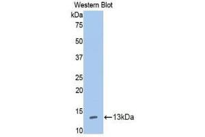 Western Blotting (WB) image for anti-Interleukin 13 Receptor, alpha 1 (IL13RA1) (AA 137-210) antibody (ABIN1859339) (IL13 Receptor alpha 1 antibody  (AA 137-210))