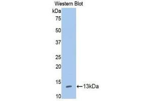 Western Blotting (WB) image for anti-Interleukin 13 Receptor, alpha 1 (IL13RA1) (AA 137-210) antibody (ABIN3206307)