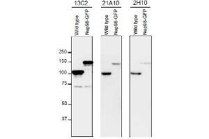Western Blotting (WB) image for anti-Nucleoporin 98kDa (NUP98) (FGxxN Motif), (N-Term) antibody (ABIN2452065) (NUP98 antibody  (FGxxN Motif, N-Term))
