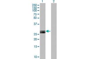 Western Blot analysis of HLA-DOB expression in transfected 293T cell line by HLA-DOB MaxPab polyclonal antibody. (HLA-DOB antibody  (AA 1-273))