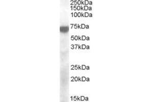 Western Blotting (WB) image for anti-Potassium Voltage-Gated Channel, KQT-Like Subfamily, Member 4 (KCNQ4) (Internal Region) antibody (ABIN2466703) (KCNQ4 antibody  (Internal Region))