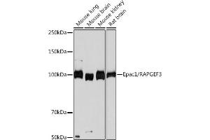 Western blot analysis of extracts of various cell lines, using Epac1/R Rabbit mAb (ABIN7269850) at 1:1000 dilution. (RAPGEF3 antibody)