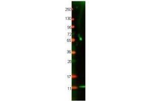 Western blot using  protein-A purified anti-Cat IL-8 antibody shows detection of recombinant Cat IL-8 at 8. (IL-8 antibody)