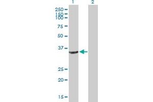 Western Blot analysis of CRYZ expression in transfected 293T cell line by CRYZ MaxPab polyclonal antibody. (CRYZ antibody  (AA 1-329))