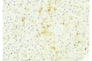ABIN6274953 at 1/100 staining Mouse liver tissue by IHC-P. (CHST13 antibody  (Internal Region))