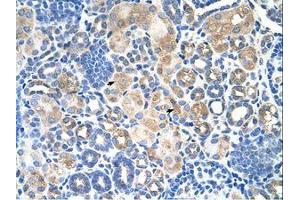 Image no. 1 for anti-Solute Carrier Family 38 Member 1 (SLC38A1) (AA 301-350) antibody (ABIN205012) (SLC38A1 antibody  (AA 301-350))