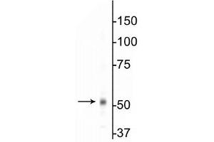 Western blot of mouse whole brain lysates showing specific immunolabeling of the ~55 kDa β1-subunit of the GABAA-R. (GABRB1 antibody  (Cytoplasmic Loop))