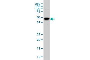 STK6 monoclonal antibody (M01), clone 5F8 Western Blot analysis of STK6 expression in Hela S3 NE . (Aurora A antibody  (AA 1-110))