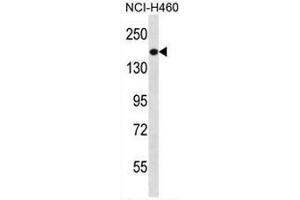 PREX1 Antibody (C-term) western blot analysis in NCI-H460 cell line lysates (35µg/lane).