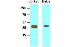 Cell lysates of Jurkat and HeLa (30 ug) were resolved by SDS-PAGE, transferred to nitrocellulose membrane and probed with anti-human HMGB1 (1:1,000). (HMGB1 antibody  (AA 1-215))