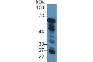 Western Blot; Sample: Human Liver lysate; Primary Ab: 3µg/ml Rabbit Anti-Human GDH Antibody Second Ab: 0. (GLUD1 antibody  (AA 334-556))