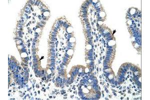 Image no. 1 for anti-Fibrillarin (FBL) (AA 61-110) antibody (ABIN307418) (Fibrillarin antibody  (AA 61-110))
