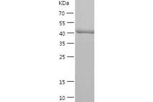 Western Blotting (WB) image for Ras-Related GTP Binding C (RRAGC) (AA 1-399) protein (His tag) (ABIN7124792) (GTR2 Protein (AA 1-399) (His tag))