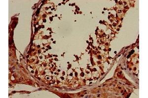 IHC image of ABIN7152317 diluted at 1:150 and staining in paraffin-embedded human testis tissue performed on a Leica BondTM system. (XPO1 antibody  (AA 625-845))
