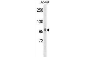Western Blotting (WB) image for anti-Pleckstrin Homology Domain Containing, Family G (With RhoGef Domain) Member 5 (PLEKHG5) antibody (ABIN2999344)