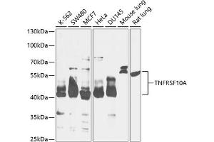 Western blot analysis of extracts of various cell lines, using TNFRSF10A antibody (ABIN6127583, ABIN6149301, ABIN6149303 and ABIN6216204) at 1:1000 dilution. (TNFRSF10A antibody  (AA 269-468))
