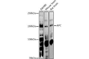Western blot analysis of extracts of various cell lines, using APC antibody (ABIN1678689, ABIN1678690, ABIN5664154 and ABIN6219837) at 1:1000 dilution. (APC antibody  (AA 2544-2843))
