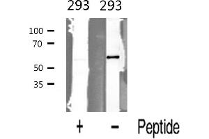 Western blot analysis of BMP6 expression in 293 cells (BMP6 antibody  (Internal Region))