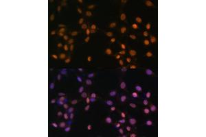 Immunofluorescence analysis of NIH/3T3 cells using c-Jun antibody (ABIN3020776, ABIN3020777, ABIN1513116 and ABIN6213718) at dilution of 1:100. (C-JUN antibody  (AA 1-70))