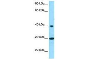 Image no. 1 for anti-Retinal G Protein Coupled Receptor (RGR) (C-Term) antibody (ABIN6748401) (RGR antibody  (C-Term))