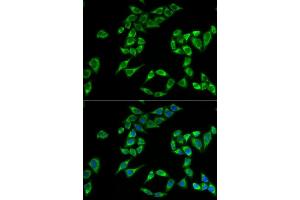 Immunofluorescence analysis of HeLa cells using PHLDA2 antibody (ABIN5973675). (PHLDA2 antibody)