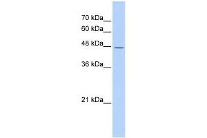 TAF7L antibody used at 1 ug/ml to detect target protein. (TAF7L antibody)
