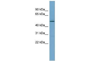 WB Suggested Anti-TCP11 Antibody Titration: 0. (TCP11 antibody  (Middle Region))