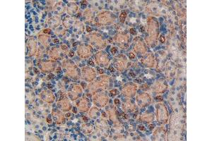 IHC-P analysis of kidney tissue, with DAB staining. (LIFR antibody  (AA 642-791))
