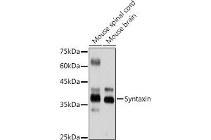 Western blot analysis of extracts of various cell lines, using Syntaxin antibody (ABIN7270685) at 1:1000 dilution. (Syntaxin 1B antibody)