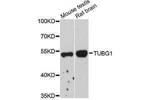 Western blot analysis of extracts of various cell lines, using TUBG1 antibody (ABIN1882342) at 1:1000 dilution. (TUBG1 antibody)