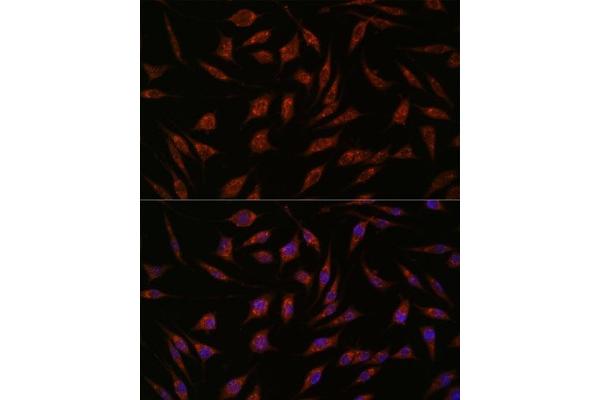 NXT2 antibody  (AA 110-180)