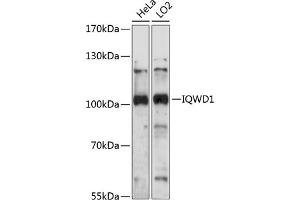 Western blot analysis of extracts of various cell lines, using IQWD1 antibody (ABIN7266684) at 1:1000 dilution. (DCAF6 antibody  (AA 460-650))