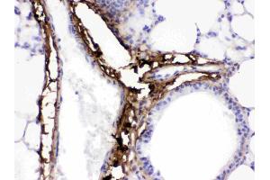 Collagen I was detected in paraffin-embedded sections of mouse lung tissues using rabbit anti- Collagen I Antigen Affinity purified polyclonal antibody (Catalog # ) at 1 µg/mL. (COL1A1 antibody  (C-Term))