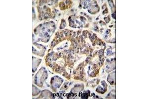 GRIN2A Antibody (C-term) (ABIN655337 and ABIN2844902) immunohistochemistry analysis in formalin fixed and paraffin embedded human pancreas tissue followed by peroxidase conjugation of the secondary antibody and DAB staining. (NMDAR2A antibody  (C-Term))