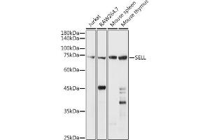 Western blot analysis of extracts of various cell lines, using SELL antibody (ABIN3022263, ABIN3022264, ABIN3022265 and ABIN6218704) at 1:1000 dilution.